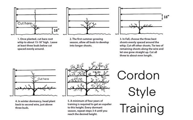 cordon-training