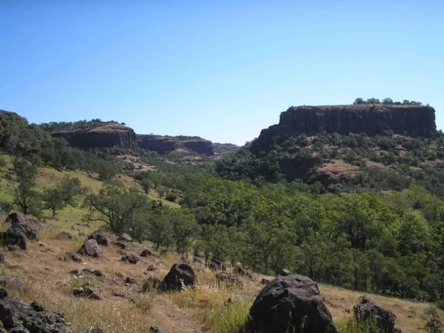 Blue oaks are thick along Dye Creek and atop Campo Seco,  Laura Lukes