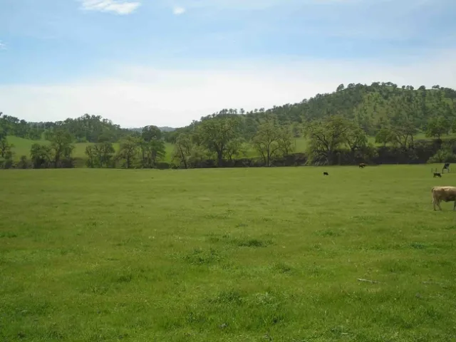 Blue oaks during spring near Flourney in Tehama County. Laura Lukes