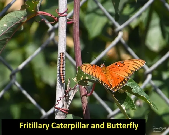 Fritillary and Caterpillar 1500 x 1199 pixel