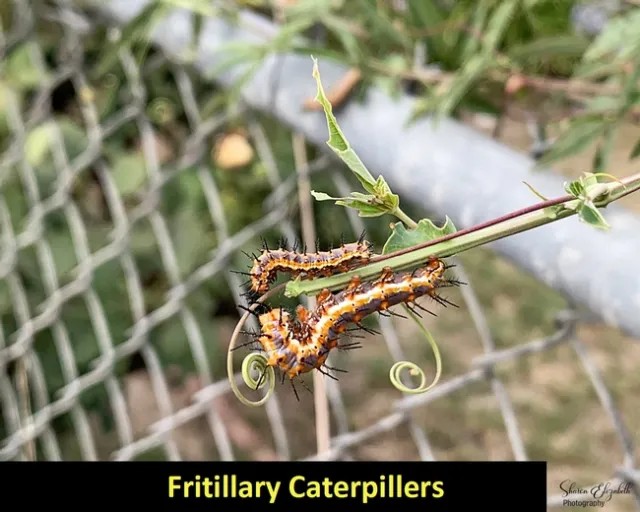 Fritillary 2 Larva 1500 x 1200