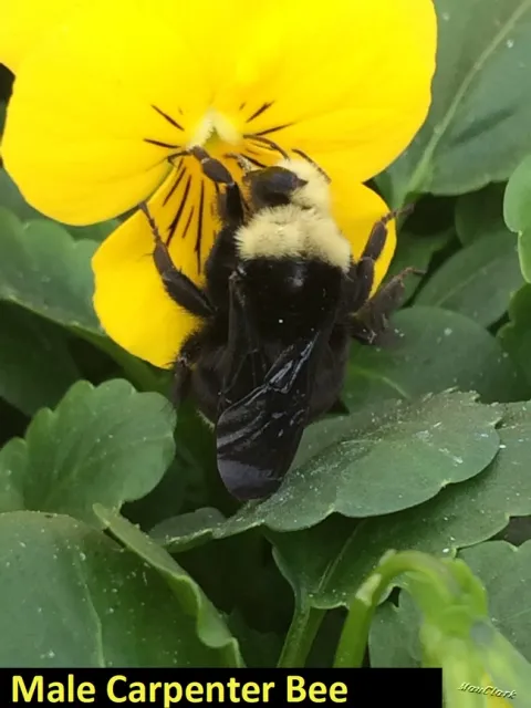 Male Carpenter Bee