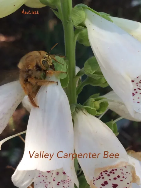 Valley Carpenter Bee Teddy Bear