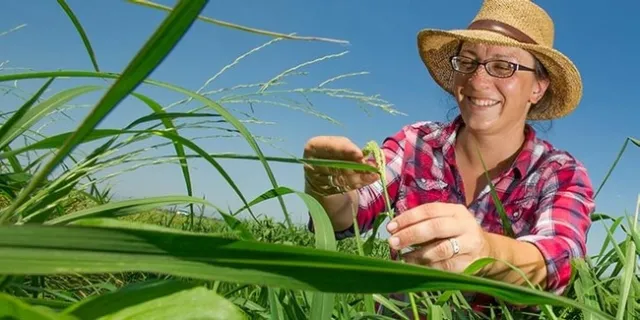 Whitney Brim-DeForestUCCE County Director, Sutter-Yuba Counties and UCCE Rice Advisor. Sutter, Yuba, Placer and Sacramento Counties