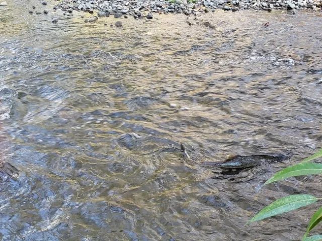 A Chinook Salmon swimming upstream in the Guadalupe River