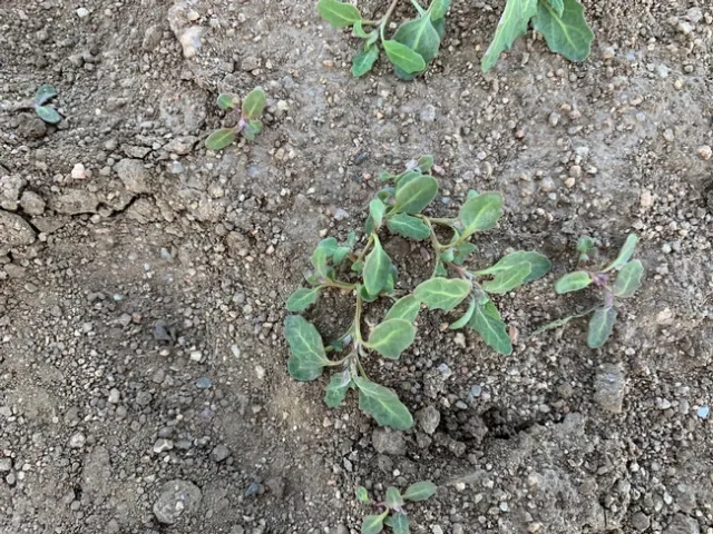 Photo 3 Oakleaf goosefoot showing prostrate