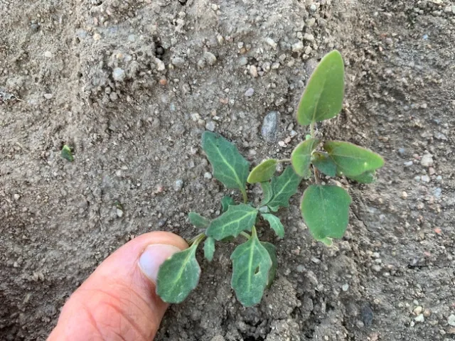 Photo 4 Oakleaf goosefoot in comparision