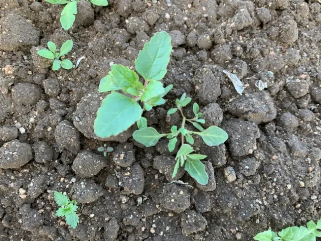 Photo 5 Oakleaf goosefoot just below nettleleaf