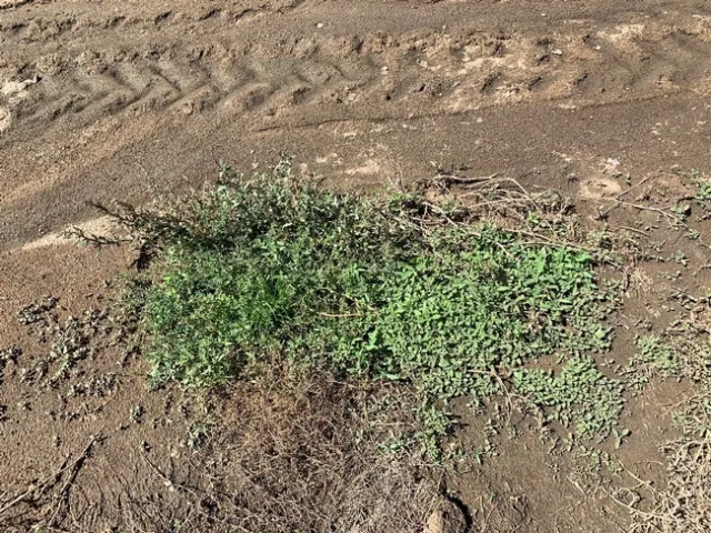 Photo 6 Flush of oakleaf