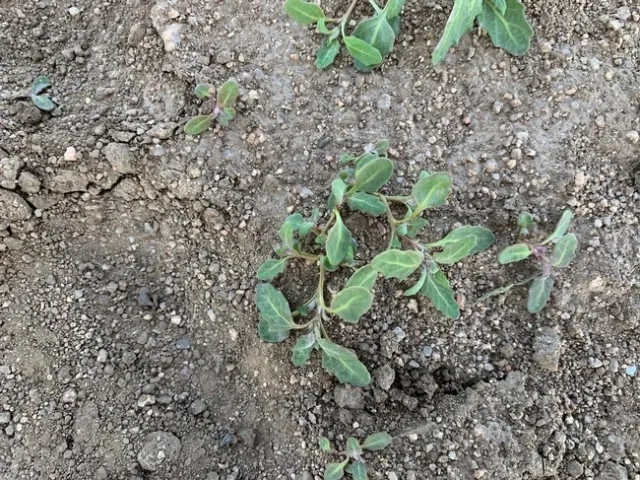 Photo 3. Oakleaf goosefoot showing prostrate growth form and coarsely serrated leaves