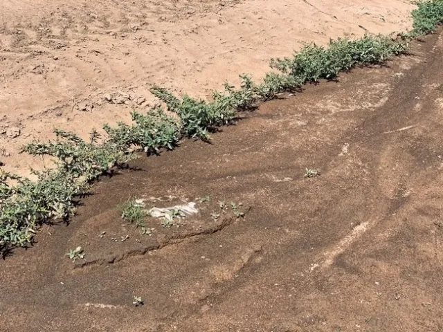 Photo 7. Flush of oakleaf goosefoot growing along the edge of a ditch
