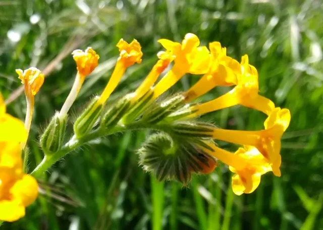 fiddleneck is a toxin accumulator