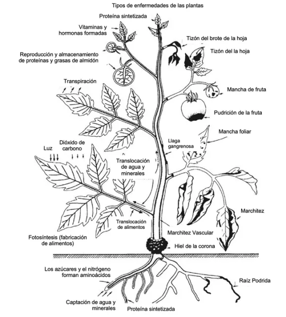 Plant disease spanish