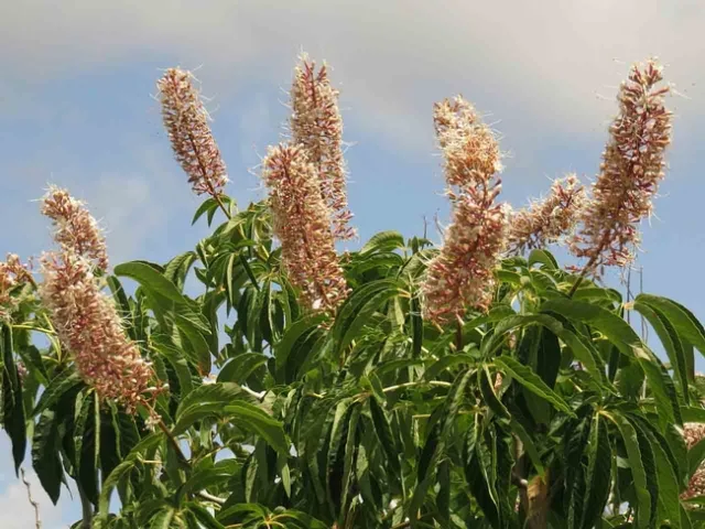 Buckeye in upper Bidwell Park, J. Alosi