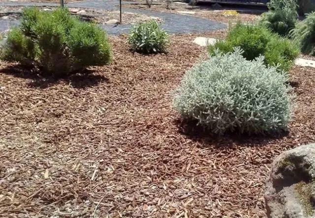 Two types of Santolina, Laura Lukes