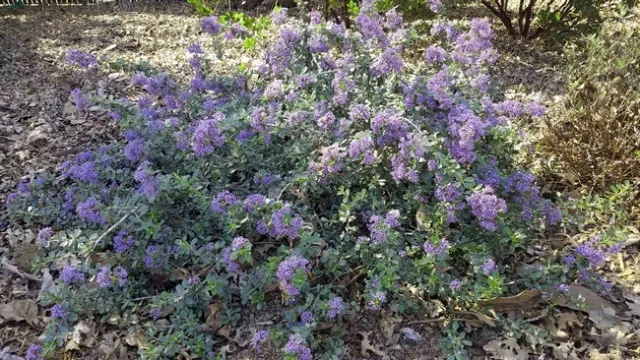 Valley Violet Ceanothus, J. Alosi