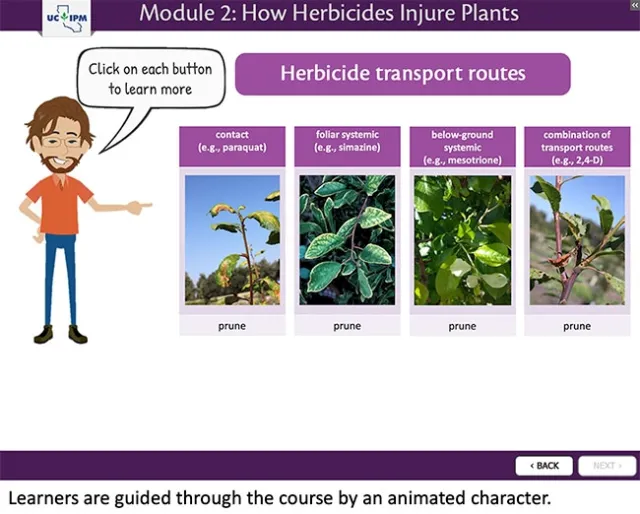 Screen from the course, Module 2: How Herbicides Injure Plants with cartoon person and text bubble “Click on each button to learn more”. Person is pointing to the images demonstrating different herbicide transport routes including contact (e.g. paraquat), foliar systemic (e.g. simazine), below ground systemic (e.g. mesotrione), and combination of transport routes (e.g. 2,4-D). Each example is accompanied by a photo of symptoms caused by the given herbicide on prune.