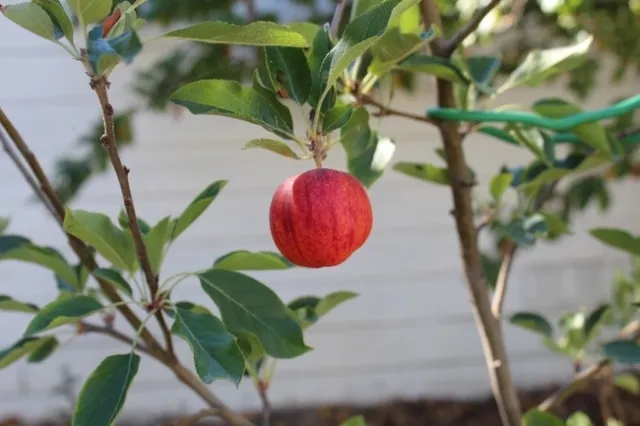 Ready to pick. photos by Brenda Altman
