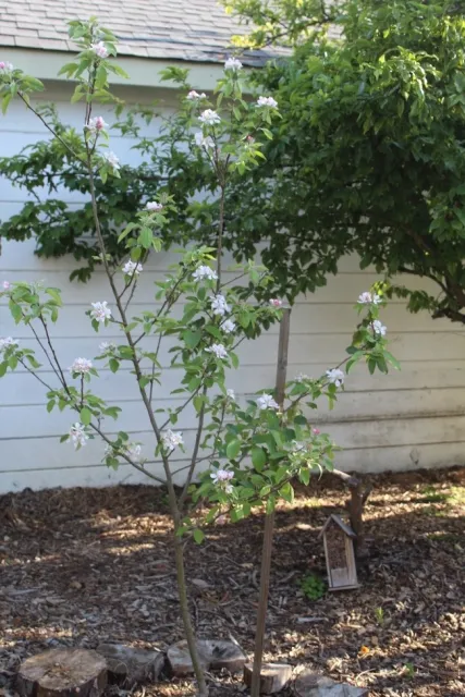 Apple blossoms in the spring.