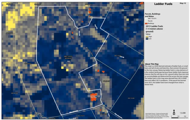 Ladder fuels can lead wildfire from the ground into tree canopies.