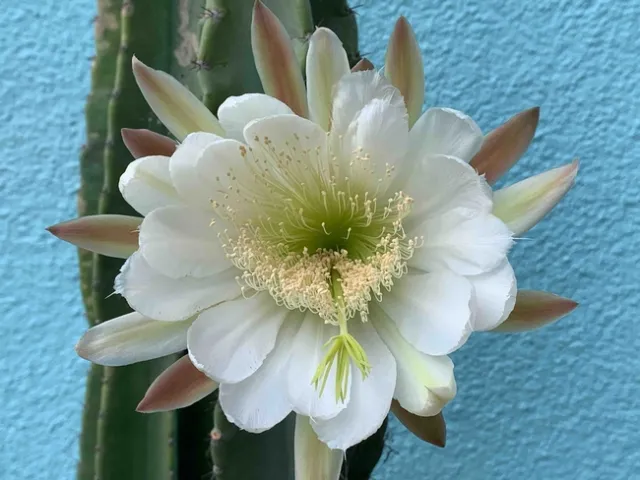 Cereus Peruvianus - Night blooming cactus, Laura Kling