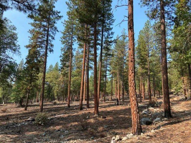 Evergreen trees spaced apart with sunlight falling between the trees.