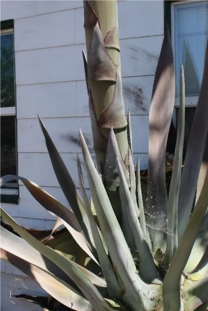 Asparagus-type stalk