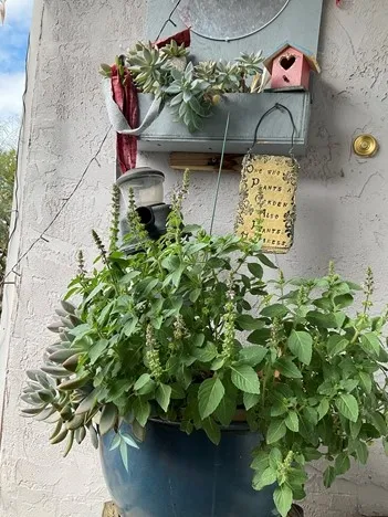 photo by Tina Saravia