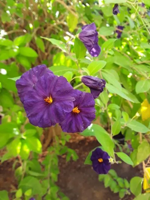 Close up of the flower. photos by Betty Victor