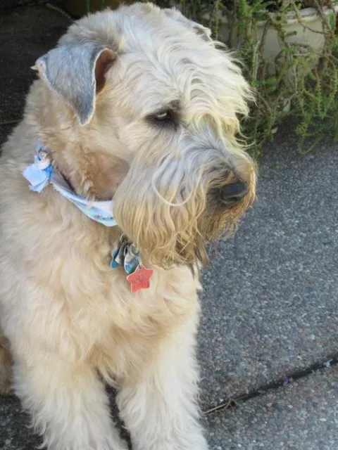 Darby, the soft coated Wheaten Terrier. photo by Lanie Keystone
