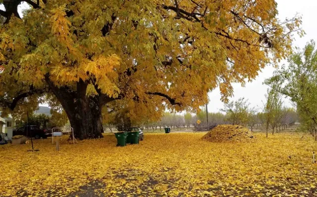Leaves on huge black walnut tree, J. Alosi