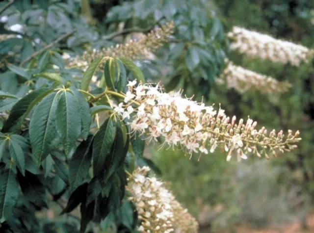 Aesculus californica CA Buckeye Tree Panicles