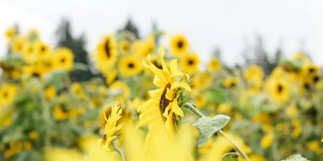 Field of sunflowers