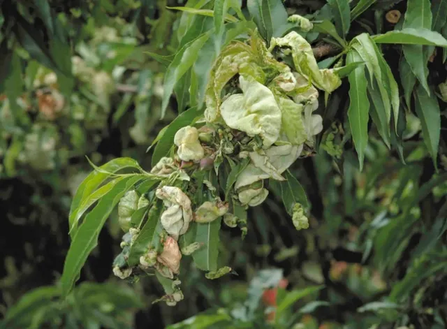 Peach leaves puckered and distorted from peach leaf curl, UC Regents