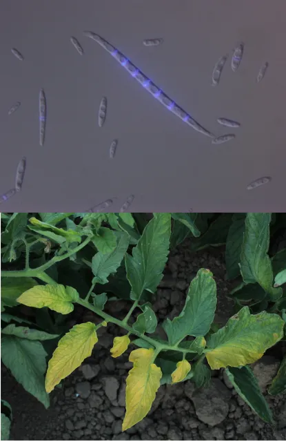 Fusarium disease of tomato