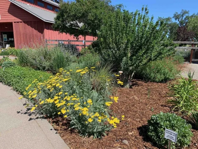 All-Star Garden at the Demonstration Garden, Laura Kling