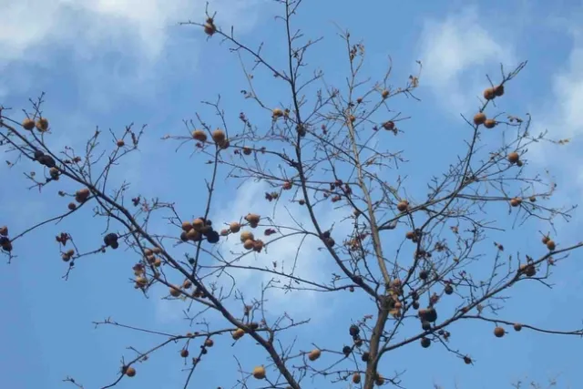 Oak Galls in Bidwell Park, J.C. Lawrence