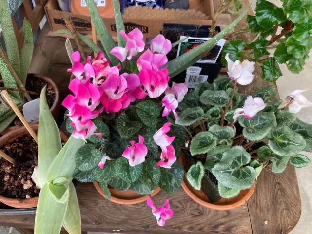 Cyclamen by Michelle Davis