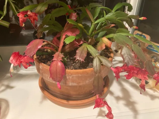Christmas cactus by Michelle Davis