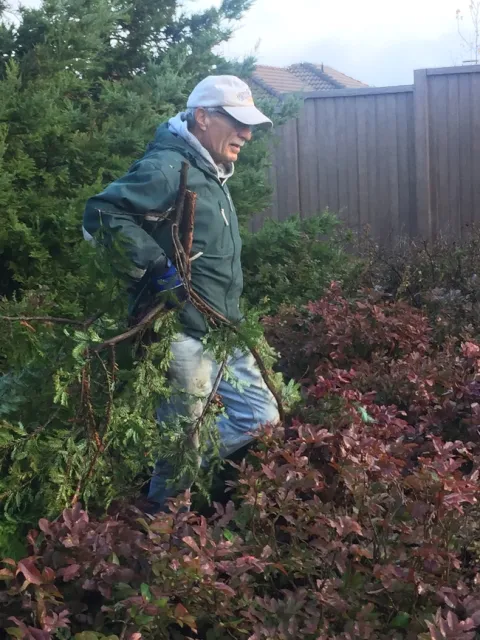 Mr Gunther hauling redwood in 2018. photo by Jennifer Baumbach