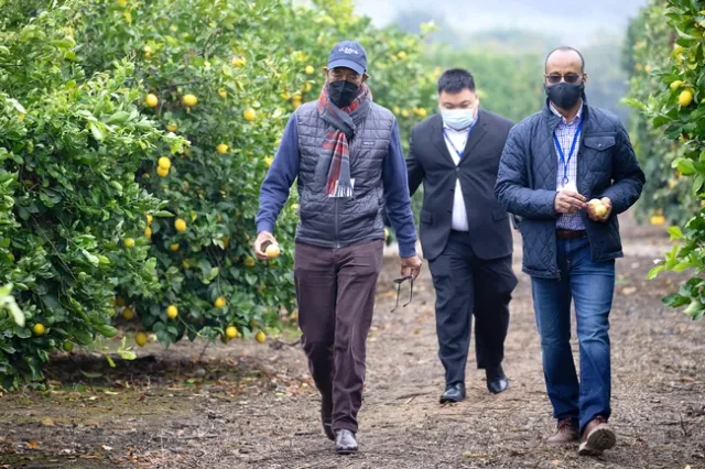 Three men walk between rows of citrus trees.