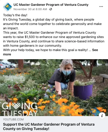 Woman wearing a blue face mask gardens with California poppies in foreground.