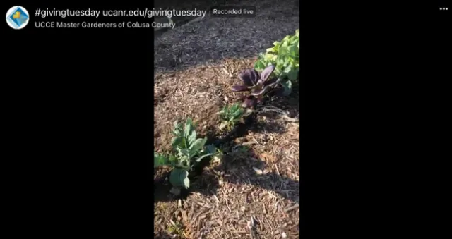 A row of plants in the ground.