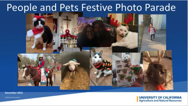 Collage of festively attired pets and people