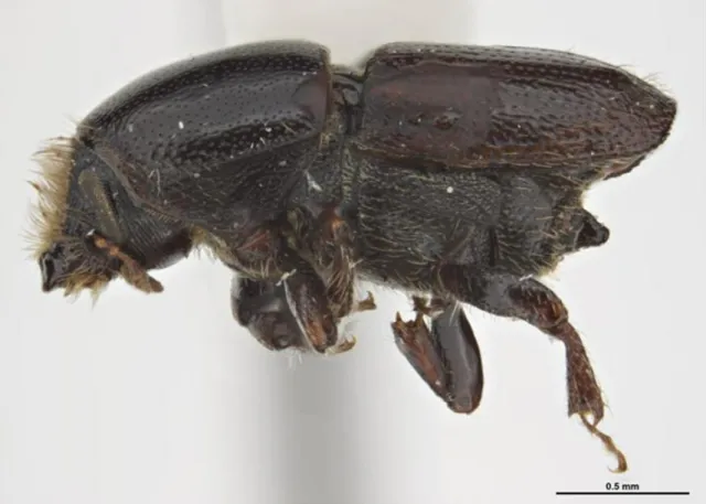 Adult Douglas fir engraver beetle. Source: Sarah McCaffrey Museums Victoria