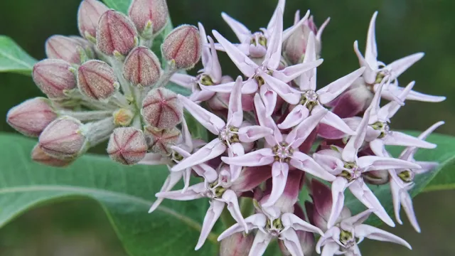 Asclepias_speciosa_at_Peshastin_Pinnacles_State_Park_Chelan_County_Washington_3