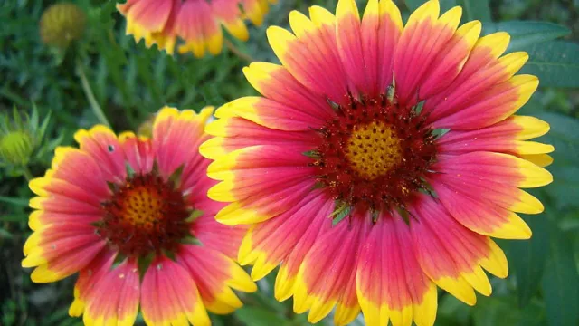 Gaillardia_aristata