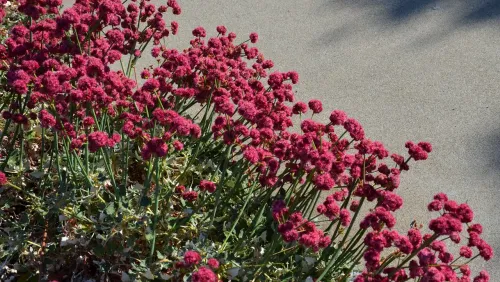 Eriogonum_grande_var._rubescens_image_2