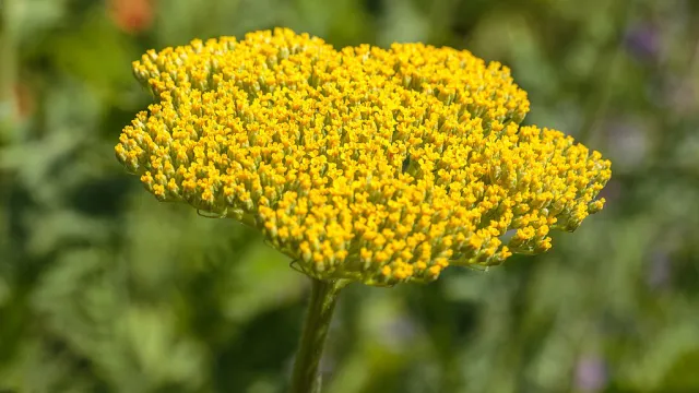 Achillea filipendulina Parker's Variety
