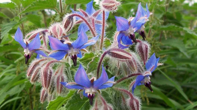 Borage_(Borago_officinalis)